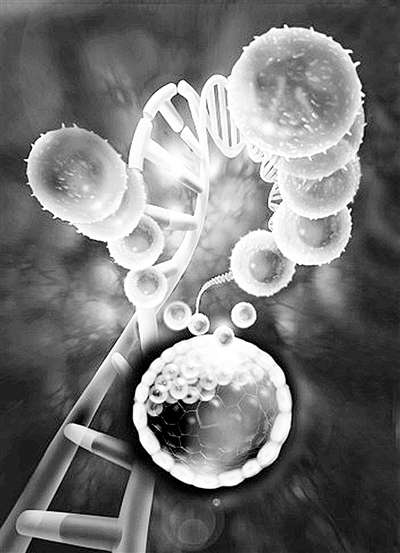 干细胞应用开始从药物毒性测试到新药开发 干细胞应用开始从药物毒性测试到新药开发