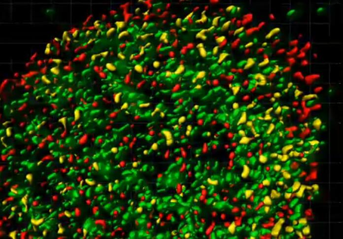 Cell Stem Cell:核孔蛋白Nup153和Sox2共同调节维持神经前体细胞