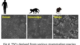 胎盘发育与滋养层细胞的研究进展 胎盘发育与滋养层细胞的研究进展