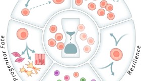 干细胞抗衰的5大要素分析和干预策略 干细胞抗衰的5大要素分析和干预策略