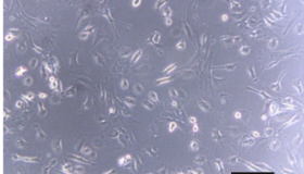 DB22/T 3574-2023 间充质干细胞储存服务规范 DB22/T 3574-2023 间充质干细胞储存服务规范