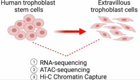绒毛外滋养层细胞(Extravillous trophoblast cell )体外分化形态 绒毛外滋养层细胞(Extravillous trophoblast cell )体外分化形态