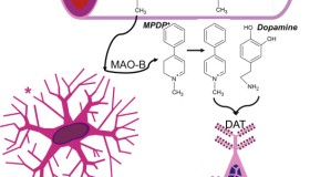 MPTP诱导的帕金森病(Parkinson’s disease, PD)动物模型方法和比较 MPTP诱导的帕金森病(Parkinson’s disease, PD)动物模型方法和比较