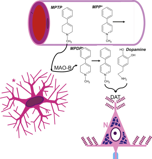 MPTP 诱导的帕金森病(Parkinson’s disease, PD)动物模型方法和比较 MPTP 诱导的帕金森病(Parkinson’s disease, PD)动物模型方法和比较